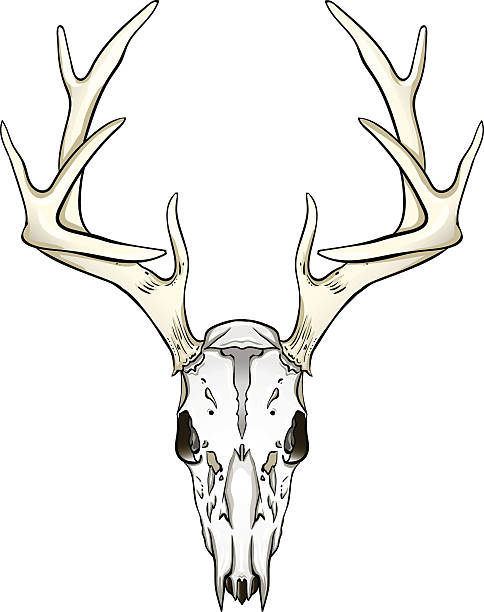 illustrations, cliparts, dessins animés et icônes de crâne de cerf seul sur blanc - deer skull