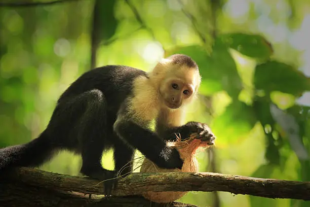 White-faced capuchin monkey eats coconut, national park of Corcovado, Costa Rica