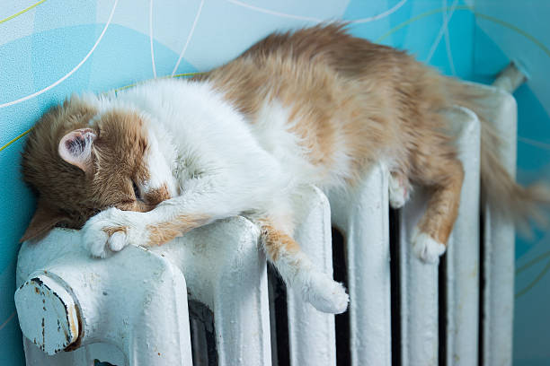 istock Beautiful cat lies on battery at room 514000066