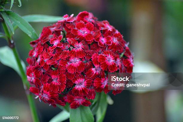 Estrella Roja De Flores Foto de stock y más banco de imágenes de Asia -  Asia, Belleza de la naturaleza, Botánica - iStock