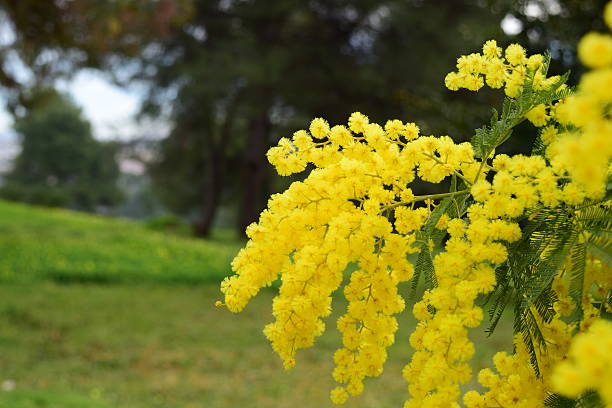 Mimosa Blossoms in Springtime stock photo