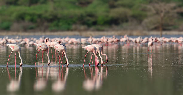 istock Pink flamingos in water 514001968