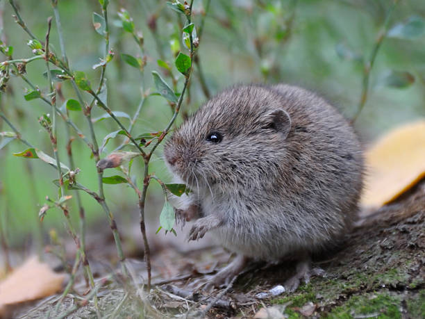 rato-calunga comum entre grama - mouse rodent animal field mouse - fotografias e filmes do acervo