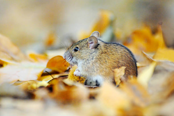 Striped Field Mouse (Apodemus agrarius) among yellow dry leaves