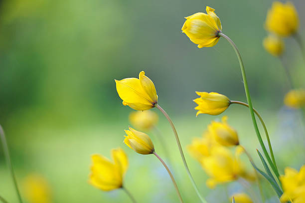 żółte tulipany - tulip single flower flower yellow zdjęcia i obrazy z banku zdjęć