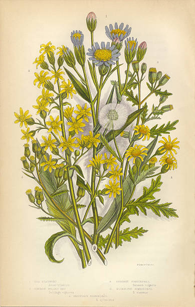 과꽃, starwort, 미역취, 개쑥갓, 빅토이라 식물학 일러스트 - goldenrod stock illustrations