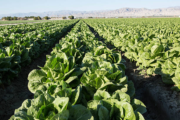 Lettuce Grows in Rows on Southern California Agricultural Farm Rows of lettuce grow in rows on a farm in southern California yuma photos stock pictures, royalty-free photos & images
