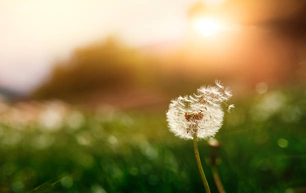 istock dandelion in the sunset lights 514003618
