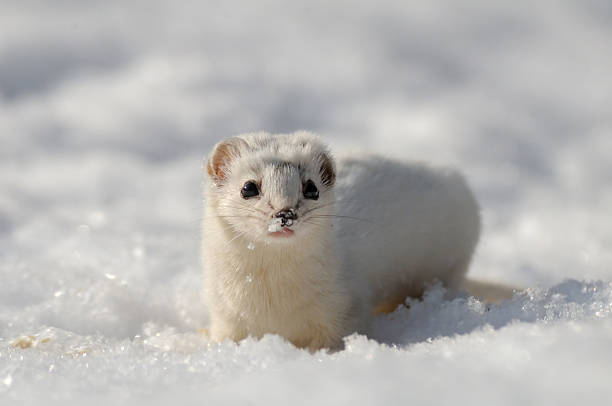 istock Frontal view of Least Weasel in snow 514005512