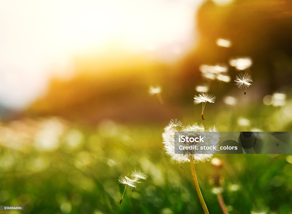 flying seeds of dandelion horizontal shot of flying seeds of dandelion in summer day at sunset. Dandelion Stock Photo