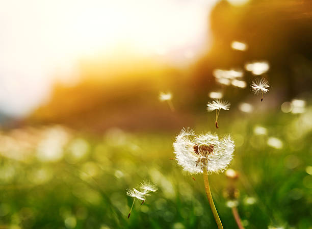 flying seeds of dandelion horizontal shot of flying seeds of dandelion in summer day at sunset. march month photos stock pictures, royalty-free photos & images