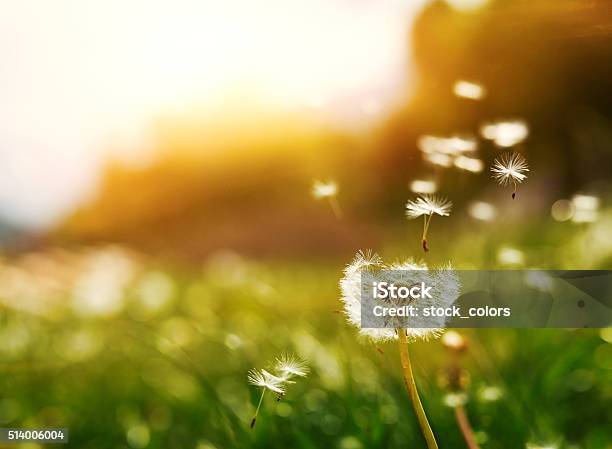 Flying Seeds Of Dandelion Stock Photo - Download Image Now - Dandelion, Wind, Blowing