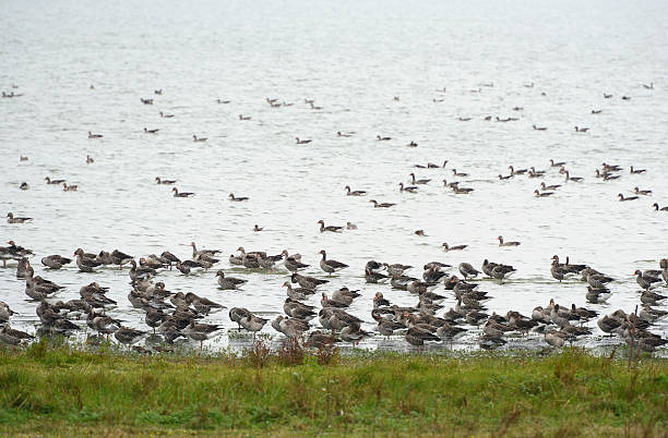 stormo di oca selvatica durante l'autunno migrazione - vogelzug foto e immagini stock