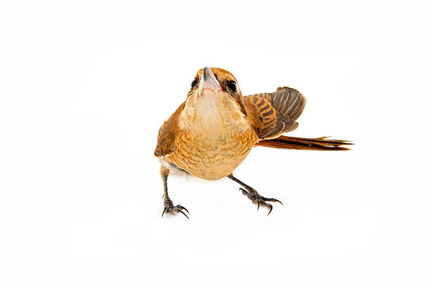 istock The birds of the isolated on a white background 514026725