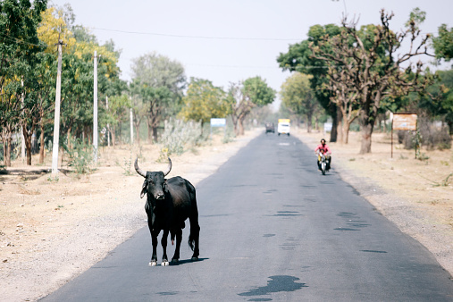 Rajasthan, India - March 13, 2014: One man travelling on a motorbike, a cow is standing in the road. Rajasthan, India