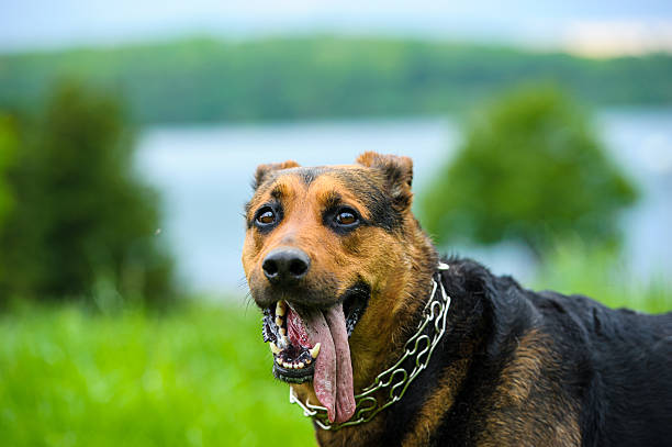 istock Happy dog on green grass 514029561