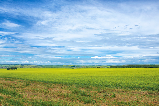 Hermoso paisaje de verano con hierba verde y el azul cielo photo