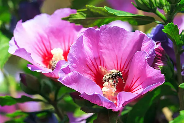 A busy bee covered in pollen on a Hibiscus flower (Hibiscus syriacus)