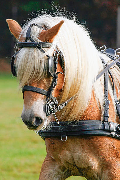istock Portrait of a horse 514031237