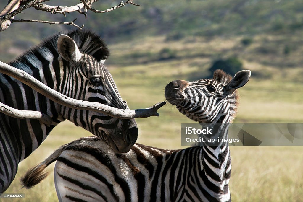 Zebra and foal Close up of a baby zebra scratching on a branch Animal Stock Photo