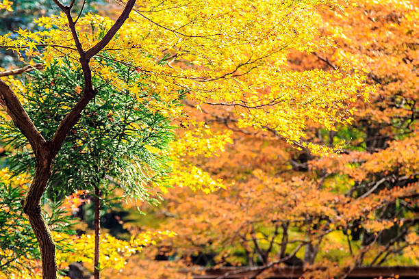 istock Red leaves of the maple in autumn 514032777
