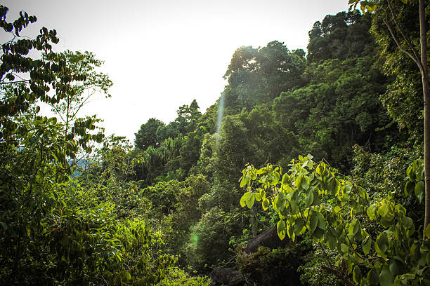 istock Tropical landscape in Koh Samui Thailand 514032945