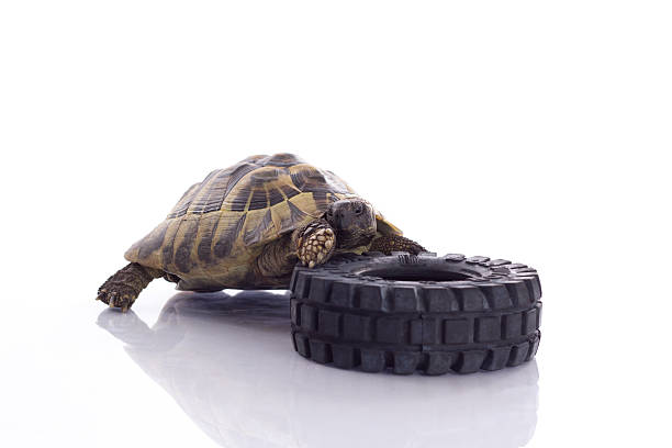 istock Greek land tortoise, Testudo Hermanni, white studio background 514033131