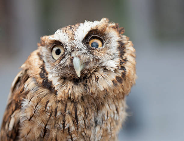 istock head shot of little owl 514033409