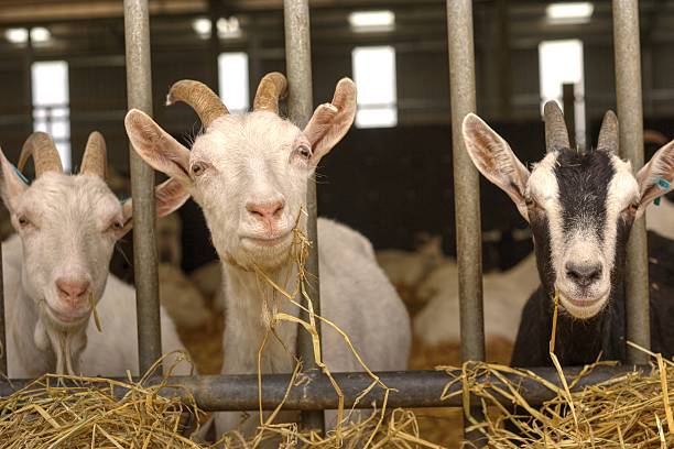 istock Three goats eating hay through bars of their pen 514033961