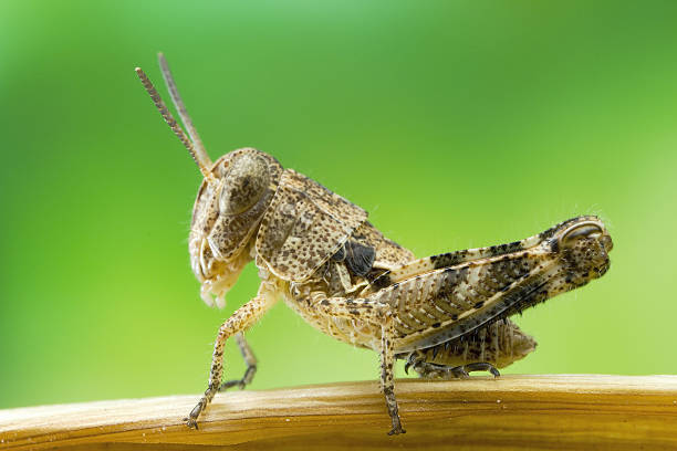 Grasshopper Nymph A juvenile grasshopper, in its first instar stage. instar stock pictures, royalty-free photos & images