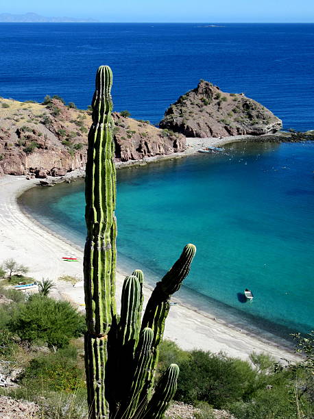 istock Cardon Cactus, Baja California 514047064