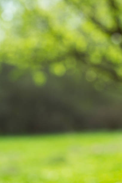 istock Light shining on tree leaves. Booked Blur Abstract Background. 514047718