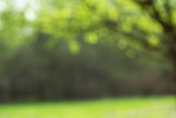 istock Light shining on tree leaves. Booked Blur Abstract Background. 514047808