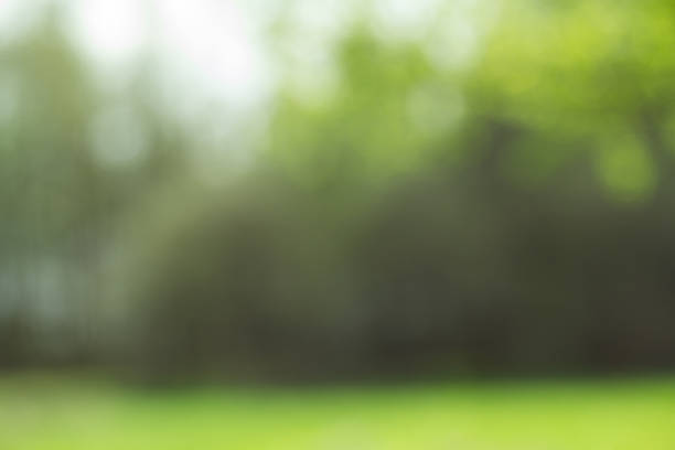 istock Light shining on tree leaves. Booked Blur Abstract Background. 514047910