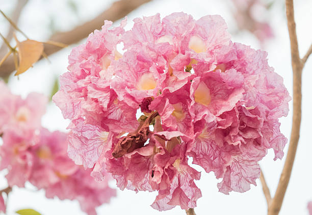 istock Pink trumpet tree on summer, Sakura Flower style thailand 514048014