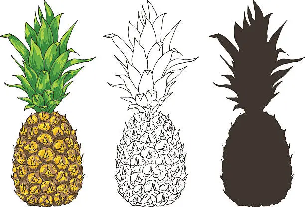 Vector illustration of Vector pineapple illustrations set, sketch in color, outlines and silhouette