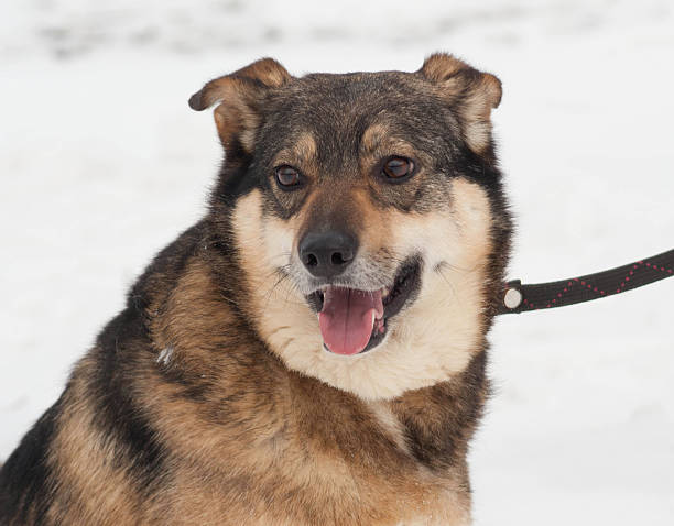 istock Brown mongrel dog in snow 514048536