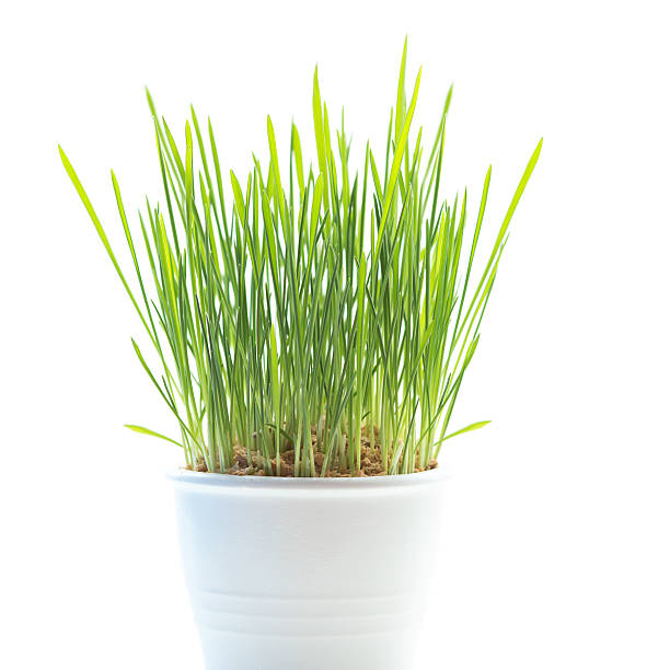 istock Growing green grass in pot isolated on white 514048798
