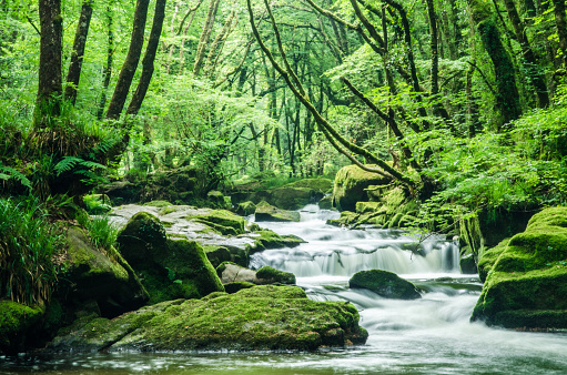 Beautiful Golitha Falls in Cornwall, Early summer with huge amounts of fresh growth and greenery