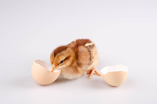 istock Cute little chicken coming out of a white egg isolated 514051364