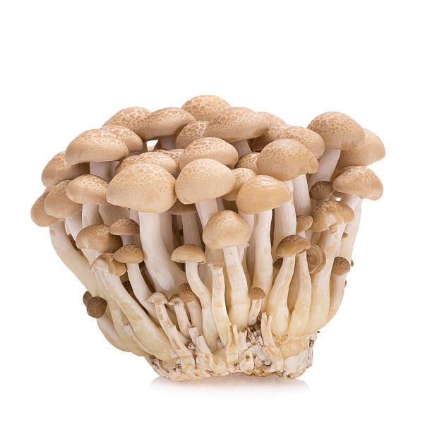 istock shimeji mushrooms brown varieties on white background 514052418