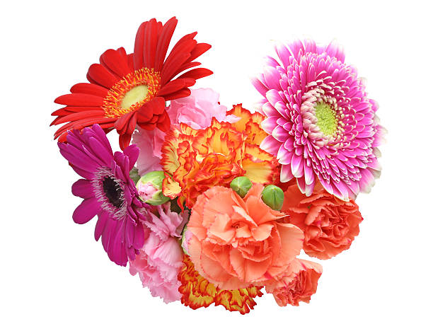 istock Bouquet of carnation and transvaal daisy 514053644