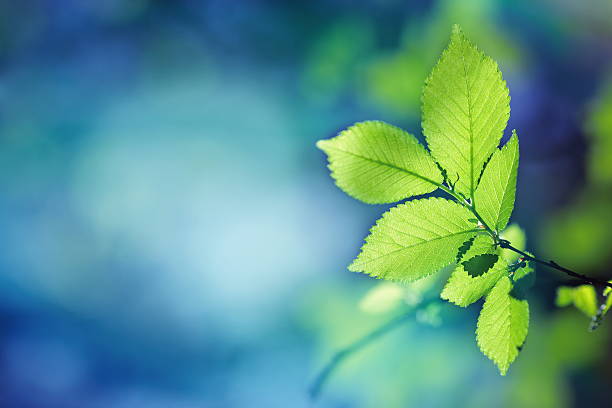 folhas verdes em uma floresta - beech leaf leaf tree green - fotografias e filmes do acervo