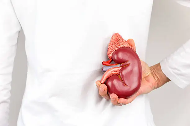 Female hand holding model of human kidney organ at back of body. Hand showing model with outside of human kidney isolated on white background. The artificial model for education shows the exterior of the kidney organ. This organ or gland filters and purifies the blood. People have two kidneys in their body and sometimes a person donates one for transplantation to another person with a kidney disease.