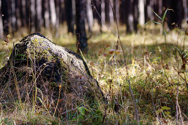 boulder covered with moss. stock photo