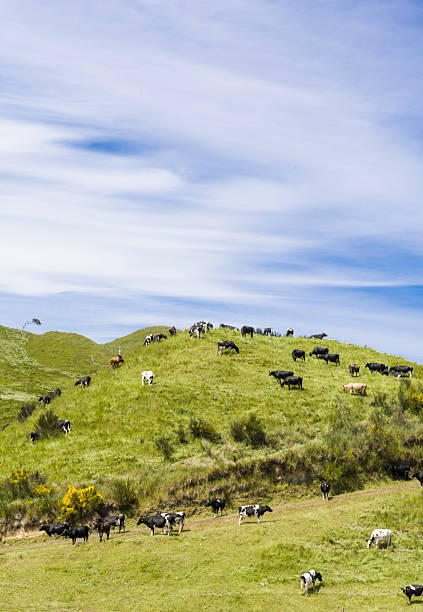 istock New Zealand cows 514056558