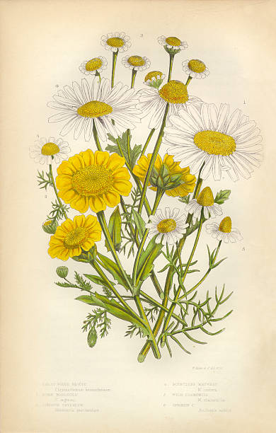 illustrazioni stock, clip art, cartoni animati e icone di tendenza di margherita, chrysanthemum superbum, aster, calendula, camomilla, mayweed, vittoriano, illustrazioni botanico - famiglia delle margherite