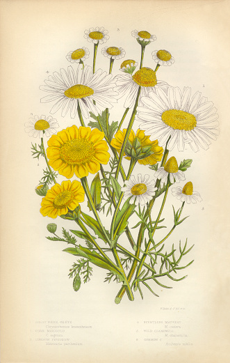 Very Rare, Beautifully Illustrated Antique Engraved Daisy, Shasta Daisy, Aster, Marigold, Ox Eye, Chamomile, Mayweed, Victorian Botanical Illustration Victorian Botanical Illustration, from The Flowering Plants and Ferns of Great Britain, Published in 1846. Copyright has expired on this artwork. Digitally restored.