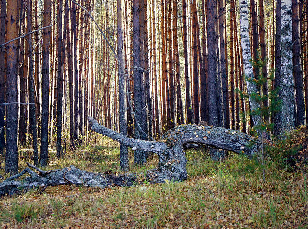 fallen tree stock photo