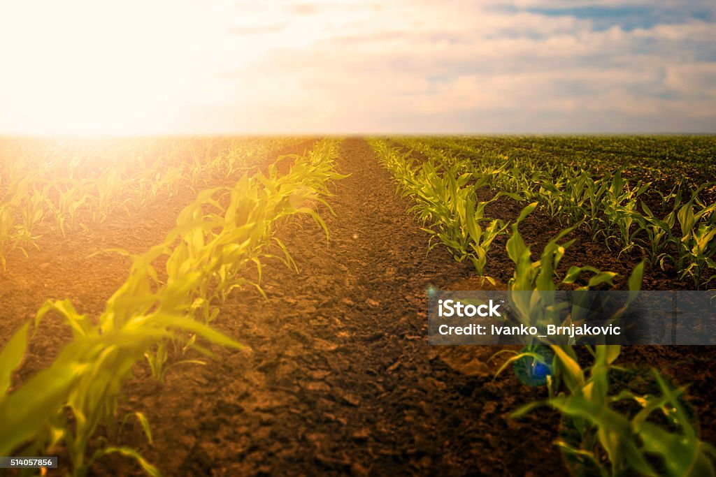 Joven maíz seedlings - Foto de stock de Maíz - Alimento libre de derechos